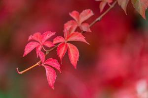 autumn leaves color photo