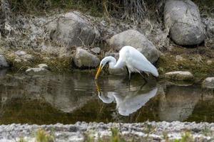 white egret portrait  reflection on water pool while hunting