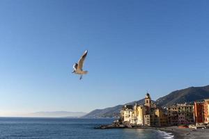 camogli, liguria, italia pintoresco pueblo de pescadores con gaviota foto