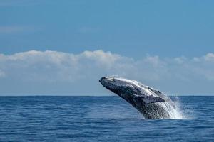 humpback whale breaching photo