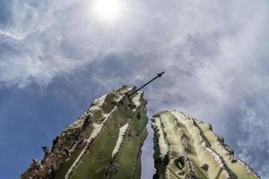 Baja california desert cactus photo