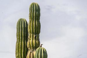 bird on Baja california desert cactus photo