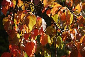 autumn leaves on a tree photo