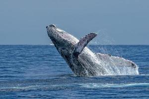 humpback whale breaching in cabo san lucas photo