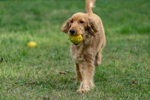 Cachorro feliz cocker spaniel sosteniendo una fruta kaki foto