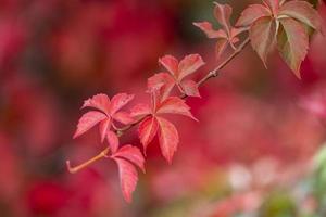 autumn leaves color photo