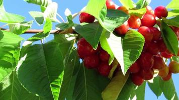 red cherry fruits and leaves, blue sky video