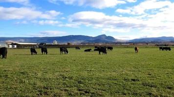 koeien Aan een klein boerderij land, bergen en wolken video