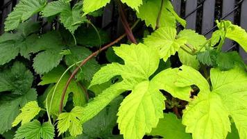 creeper plant climbing on fence, green vine plant leaves video