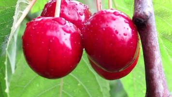 cerises rouges après la pluie video