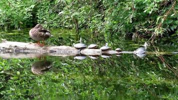 a duck and several turtles resting on a tree in lake video