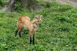 Maned wolf close up portrait photo