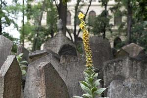 jewish old cemetery in prague photo