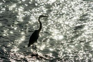 silueta de garza en el mar foto