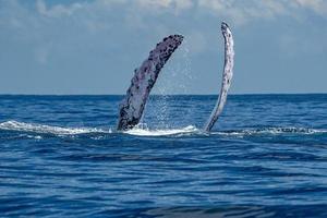 humpback whale slapping fin in cabo san lucas photo