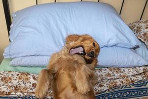 cachorro cocker spaniel relajándose y durmiendo en una cama foto