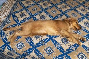 cachorro cocker spaniel relajándose y durmiendo en una cama foto