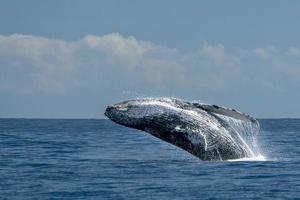 ballena jorobada saltando en cabo san lucas foto