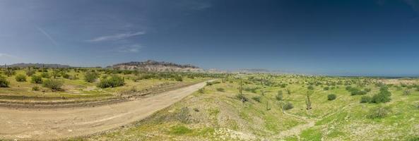 blossom in Sierra Guadalupe rock and cactus desert in baja california landscape photo