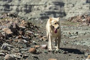 perro blanco sobre rocas del desierto en baja california mexico foto