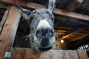 christmas donkey in stable photo