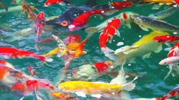 Gold und bunt von Koi-Fischen oder Karpfenfischen, die schwimmen, um Nahrung im Teich zu finden video