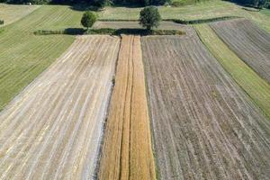 mature wheat farmed fields aerial drone panorama photo