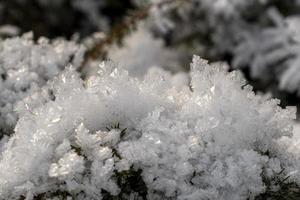 carámbanos hielo congelado en las ramas de los árboles foto