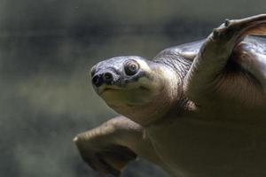 Pig nose turtle underwater portrait photo