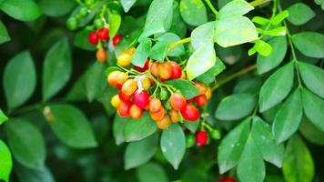 rijp zaden van murraya paniculata, andaman satijnhout of Chinese doos of oranje jessamine bloemen reeks van geel naar helder rood en groen bladeren achtergrond video