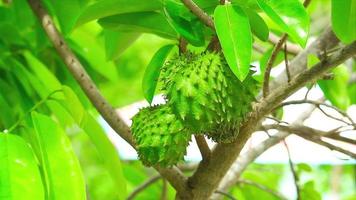 junge Frucht von rohem Durian ist grün. Aufgrund des richtigen Klimas mag Durian heißes und feuchtes Wetter. Die optimale Temperatur liegt im Bereich von etwa 25-30 Grad Celsius video