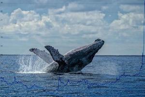 humpback whale breaching photo