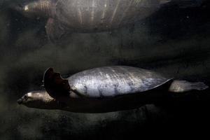 Pig nose turtle underwater portrait photo