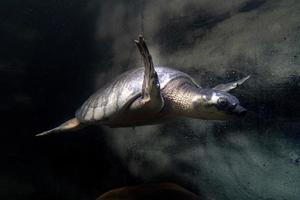 Pig nose turtle underwater portrait photo