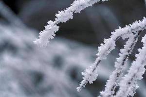 icicles frozen ice on grass lake photo