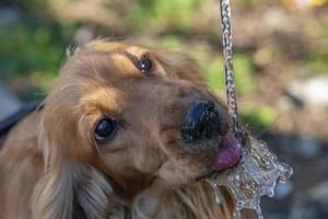 Thirsty Dog puppy cocker spaniel drinking photo