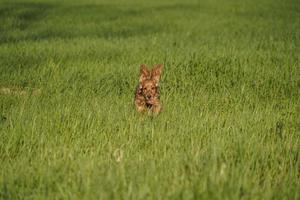 young dog running on the grass photo