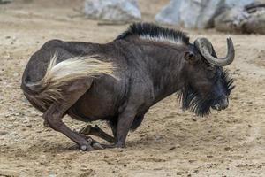 gnu en el parque kruger sudáfrica mientras está sentado foto