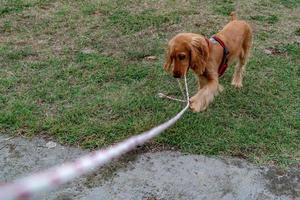 Cachorro de perro cocker spaniel jugando con cuerda foto