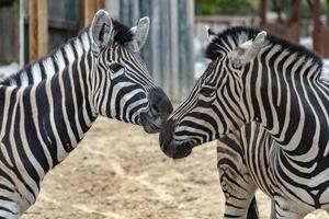 cebras en el zoológico foto