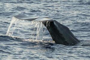 Sperm Whale tail while going down at sunset photo