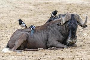 African gnu with birds looking at you photo