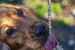 Thirsty Dog puppy cocker spaniel drinking photo