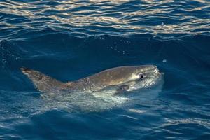 sunfish on sea surface while eating velella jellyfish photo