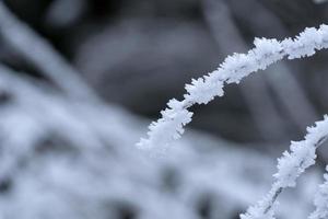 icicles frozen ice on grass lake photo