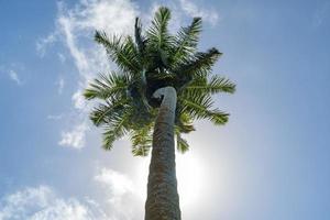 Coconut palm tree isolated on sky photo