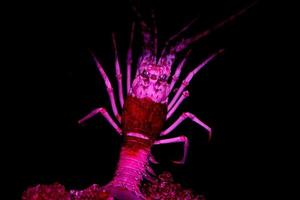 pink lobster isolated on black alien movie looks alike photo