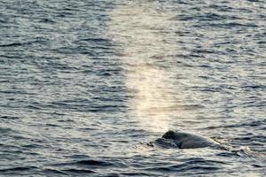 Sperm Whale at sunset while blowing photo