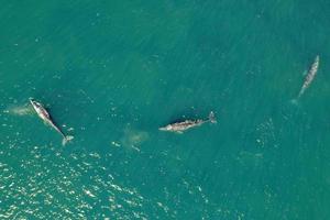 grey whale in Mexico Baja California aerial photo