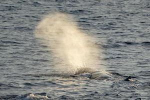 Sperm Whale at sunset while blowing photo